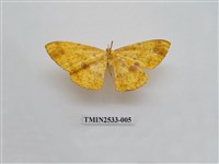 藏品(尺蛾6)的圖片